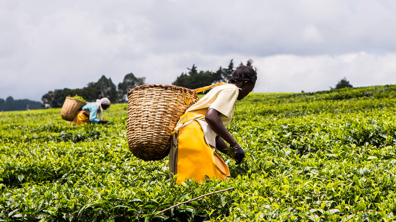 Workers picking tea in Kenya