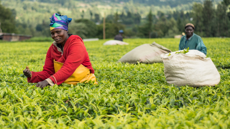 Workers in the fields of Kenya