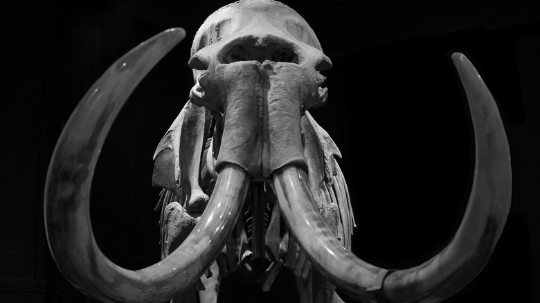 woolly mammoth skeleton