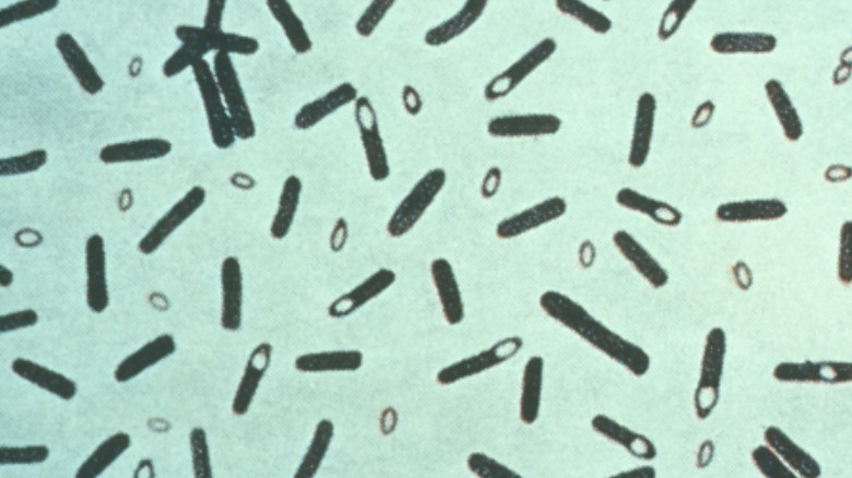 Clostridium botulinum