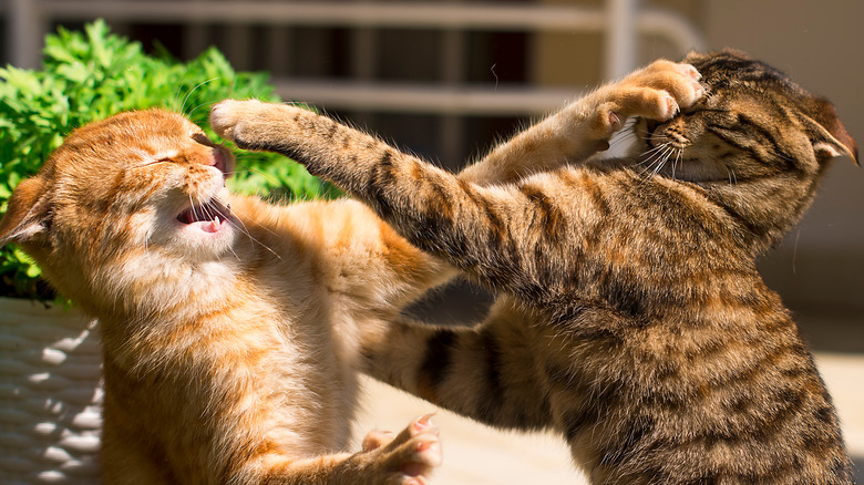 Two cats fighting