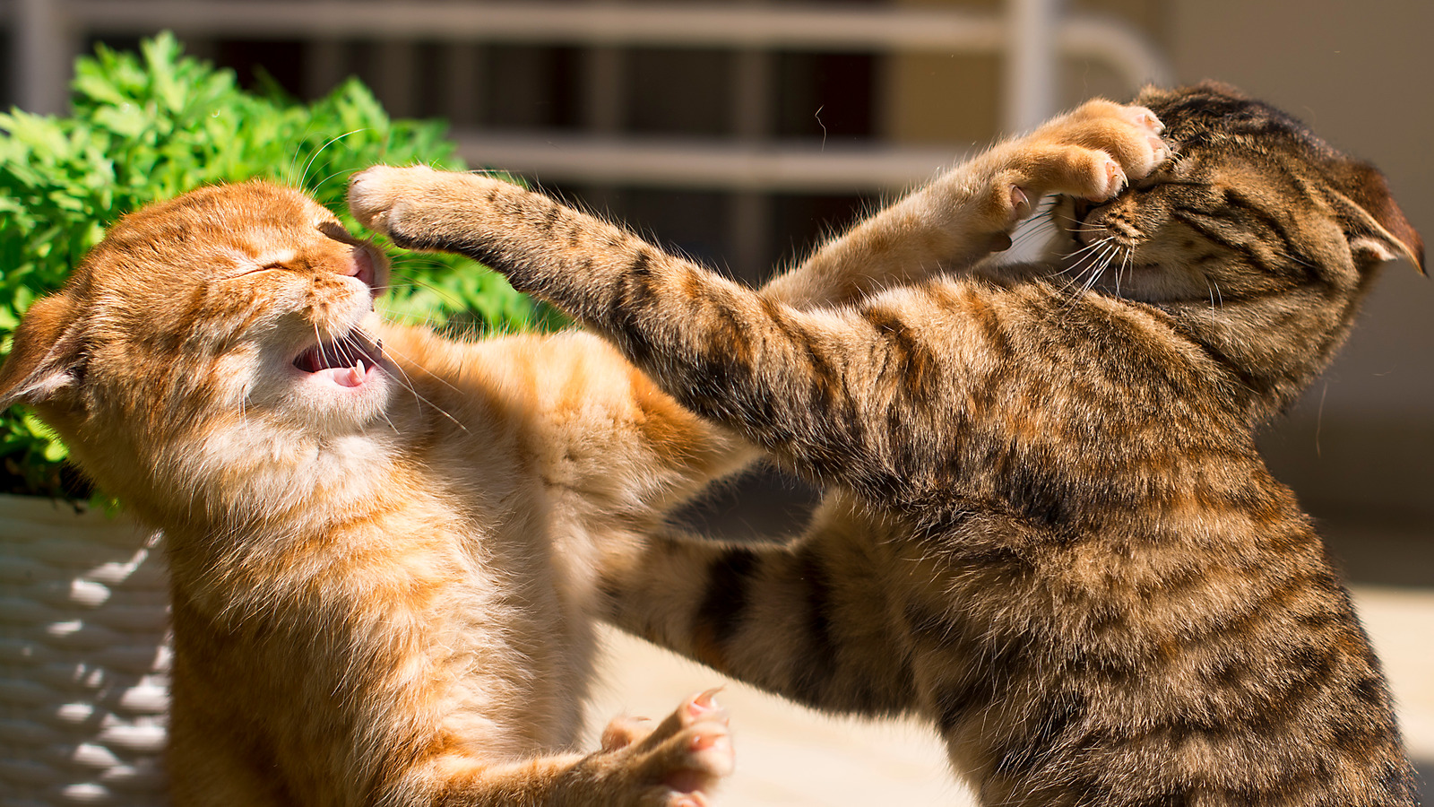 Deadliest Cats In The World