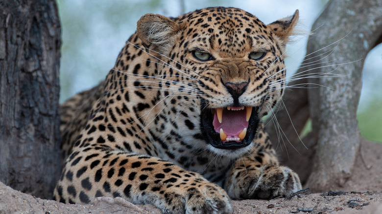 A growling leopard