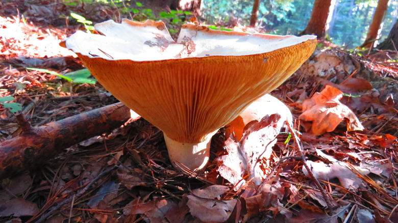 ivory funnel mushroom