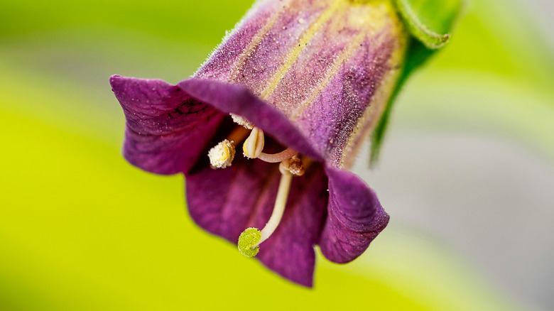 flower of the deadly nightshade plant