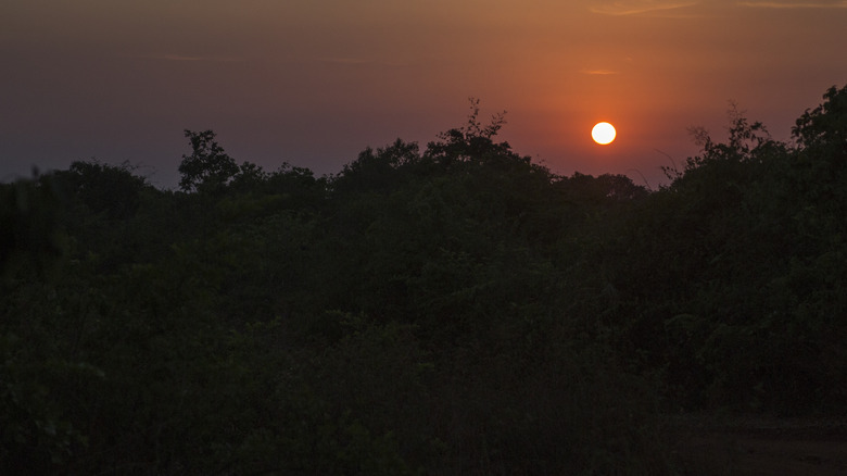 A field at dusk