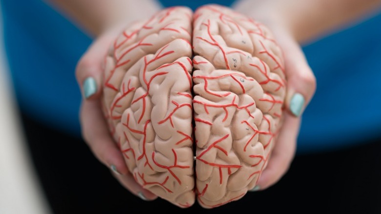 hands holding a human brain