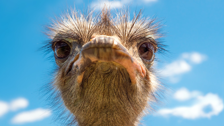 Ostrich close up