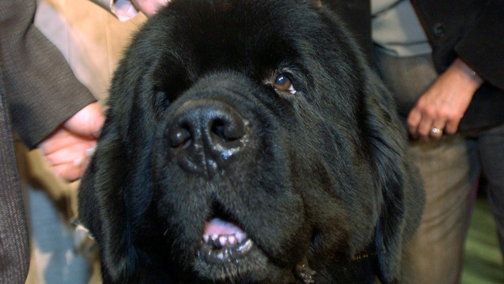 newfoundland