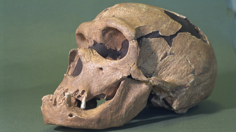 Repaired homo Neanderthalensis skull