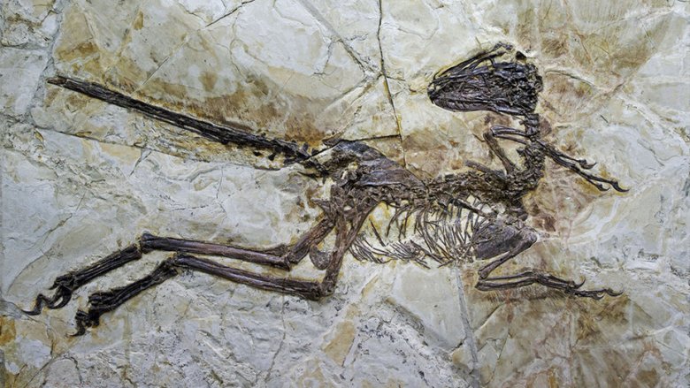 Zhenyuanlong suni