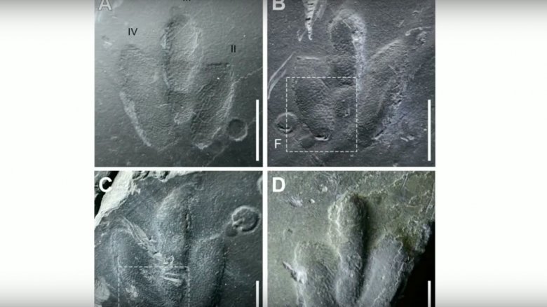 Minisauripus tracks