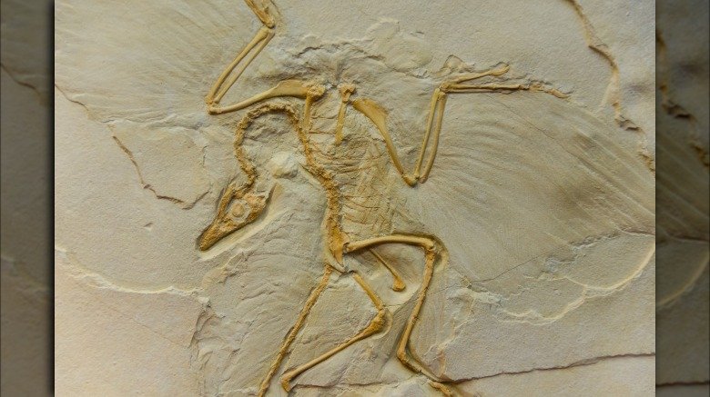 Archaeopteryx 