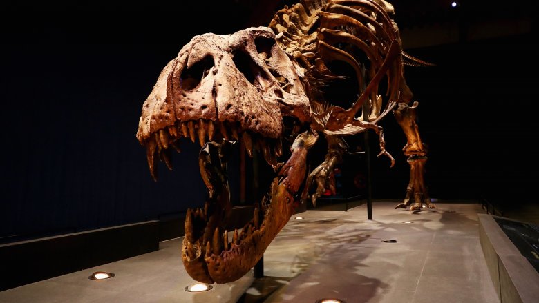 t rex skeleton