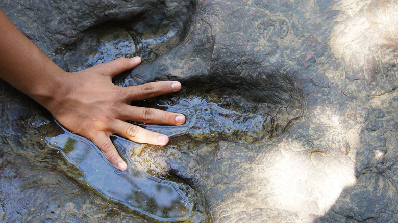 human hand on dinosaur footprint 