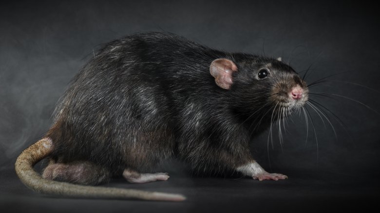 Rat