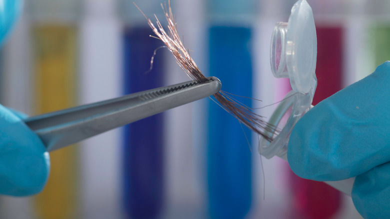 hair undergoing DNA analysis