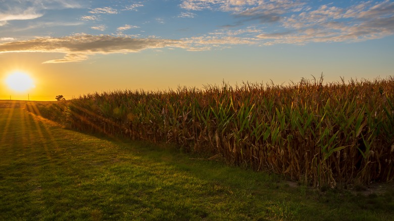 Cornfield in Iowa 
