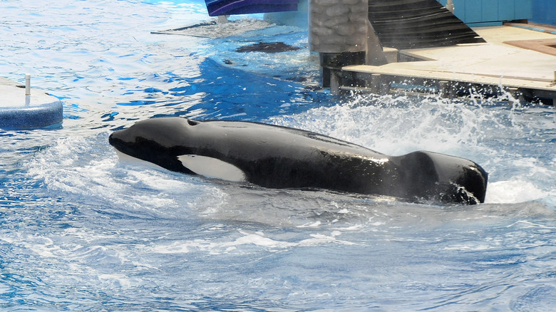 Tilikum at SeaWorld