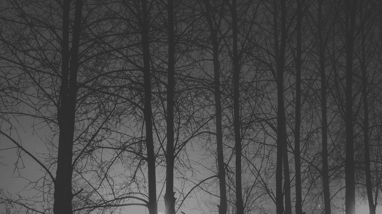 Deep in the woods