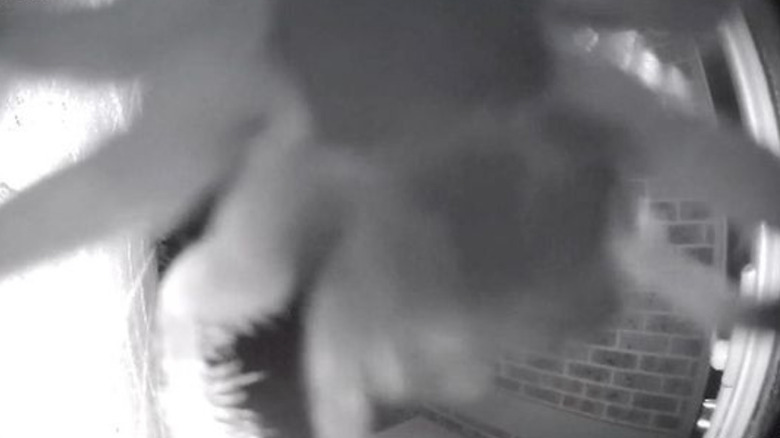 huntsman spider on doorbell camera