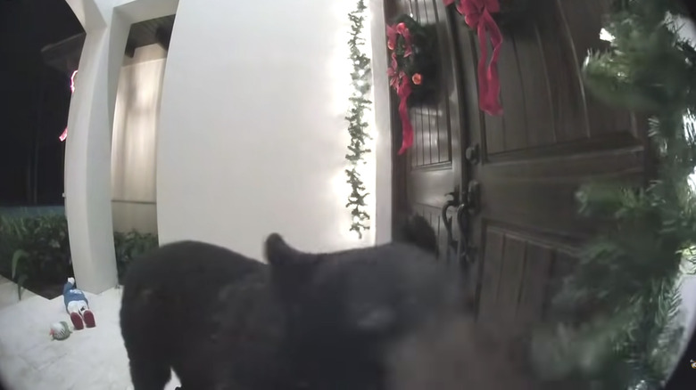 bear attacking Christmas decorations