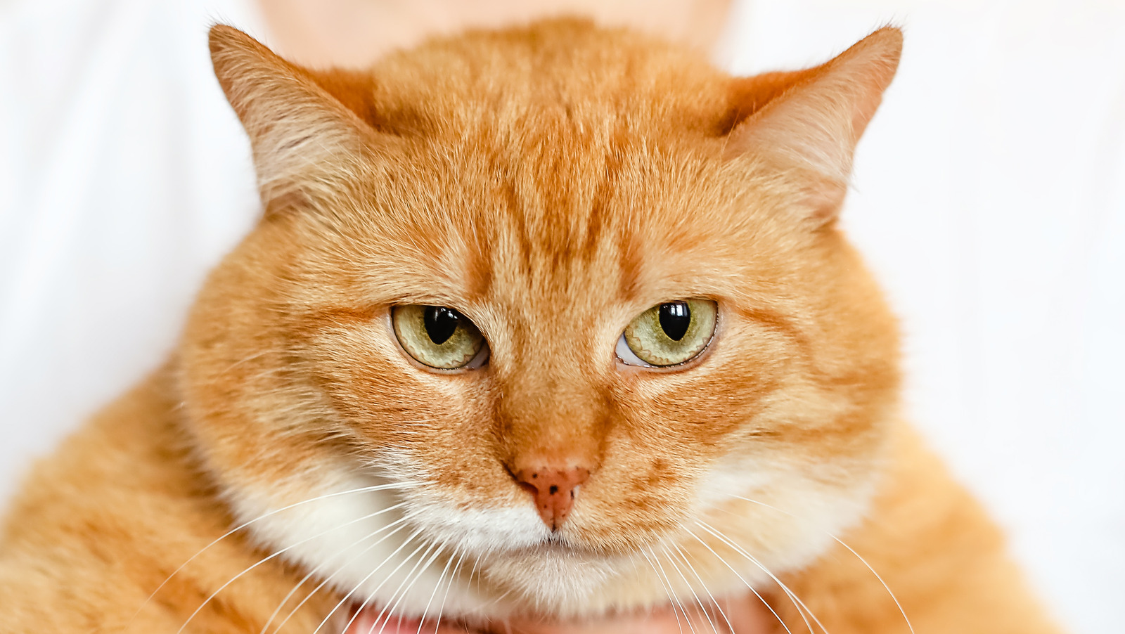Do Cats Really Eat Their Owners If They Die 