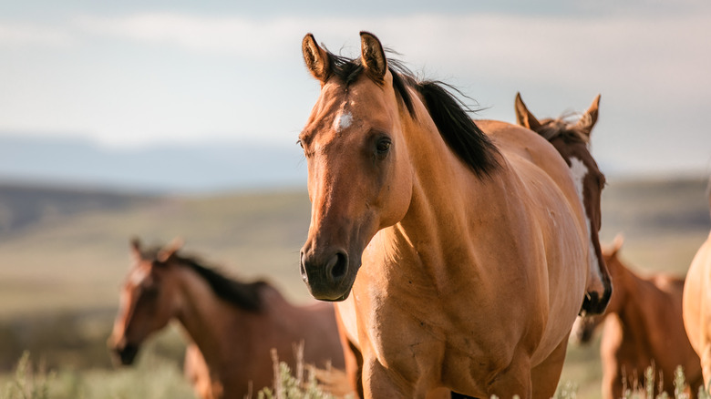 Herd of horses