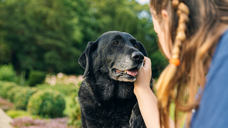 Woman stroking senior black labrador