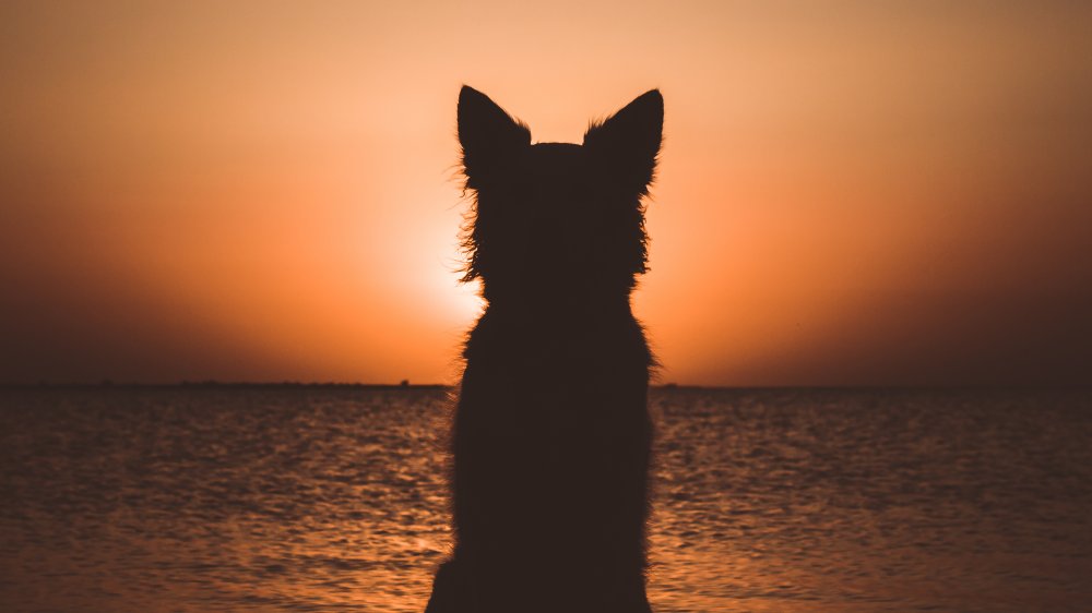 dog sunset