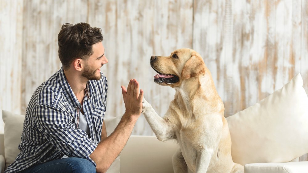 Dog with person