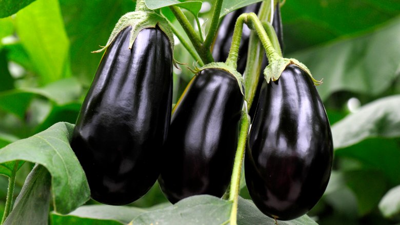 Eggplants