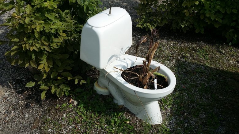 Plant in toilet