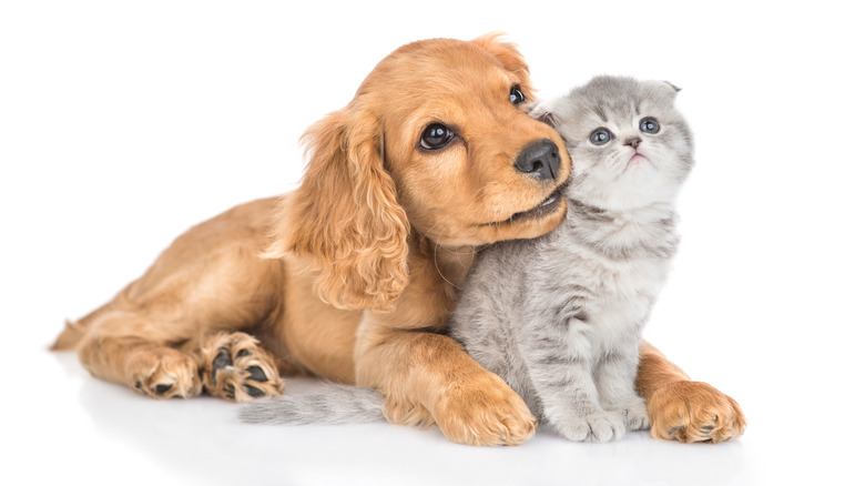 A puppy and kitten cuddling