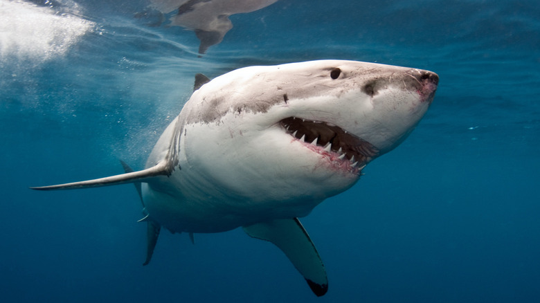 Shark swimming in water