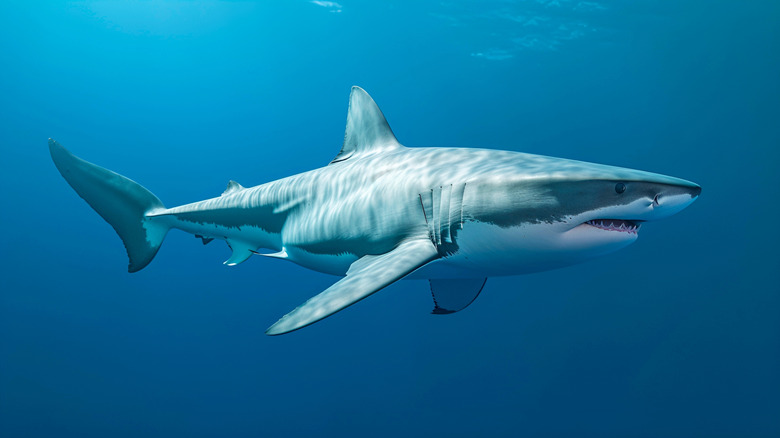 Shark swimming in water