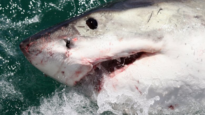 shark closeup