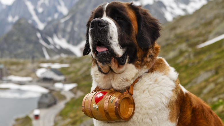 A St. Bernard, with barrel