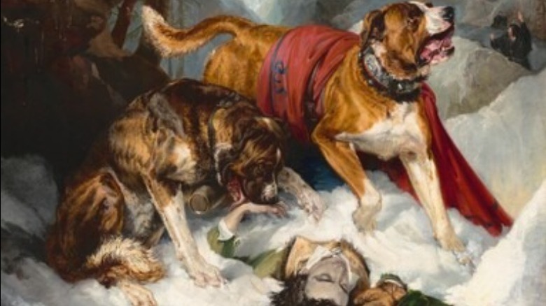 Do St. Bernard Dogs Really Wear Barrels Around Their Necks?