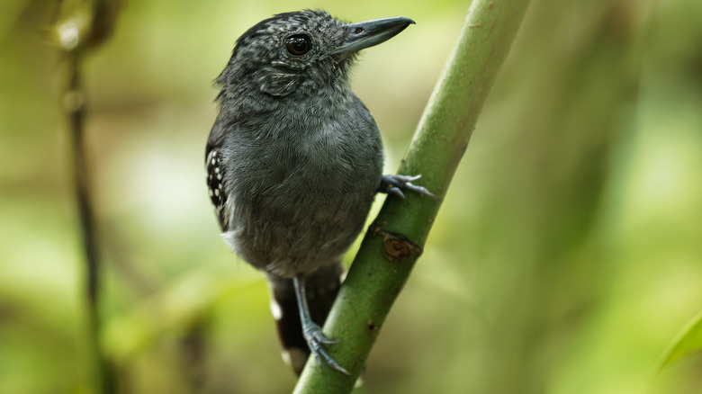 Thamnophilus atrinucha