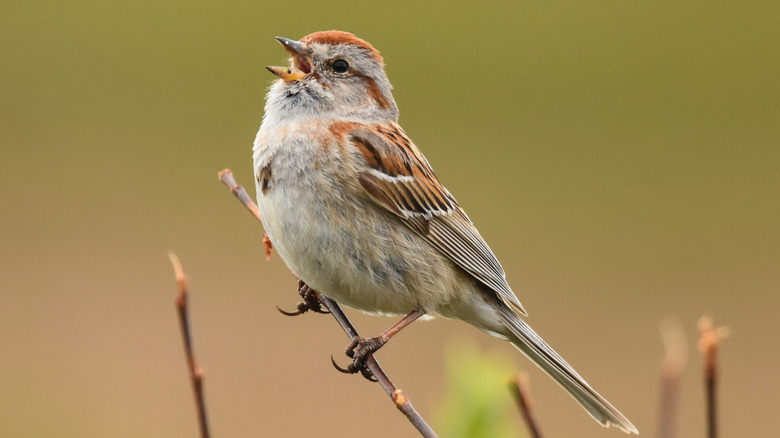 A sparrow in Alaska 