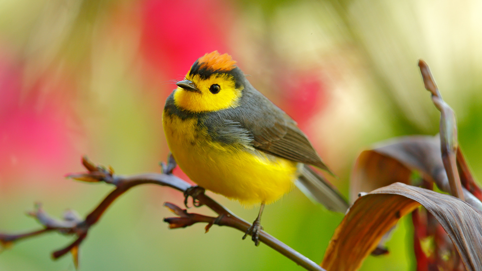 Do Tropical Birds Live Longer Than Temperate Birds?