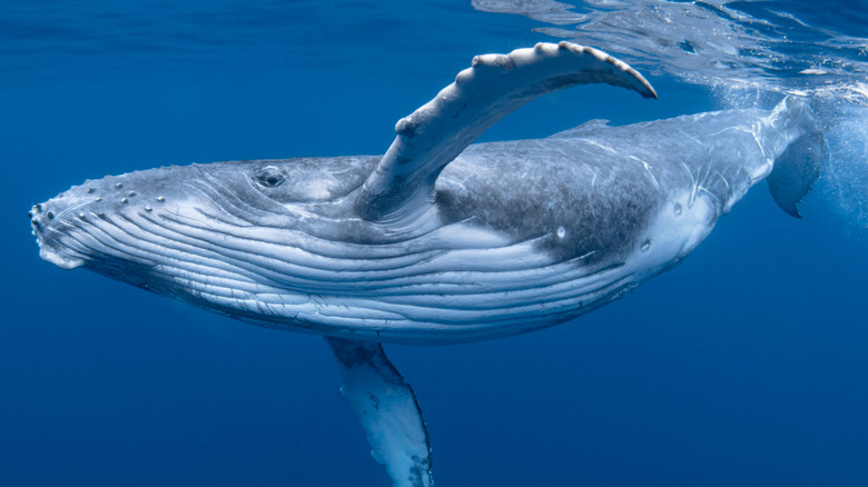 Baby humpback whale underwater