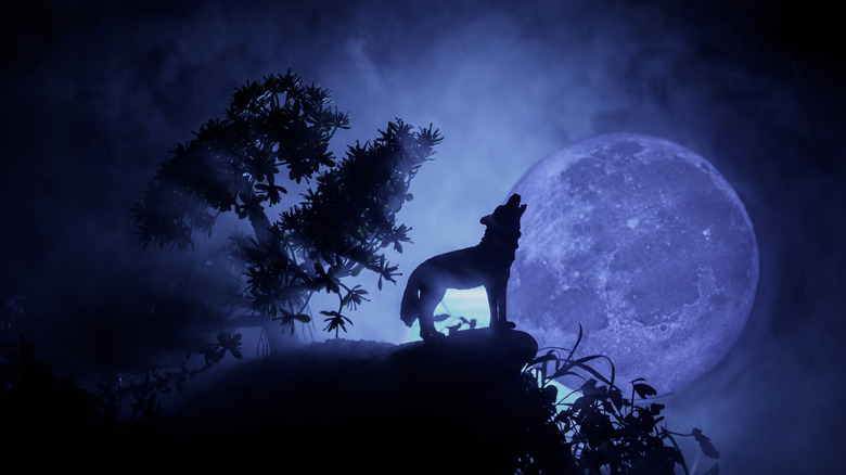 wolf howling at the moon