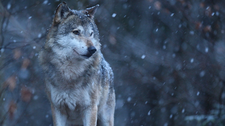 wolf at night