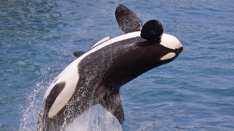 orca killer whale