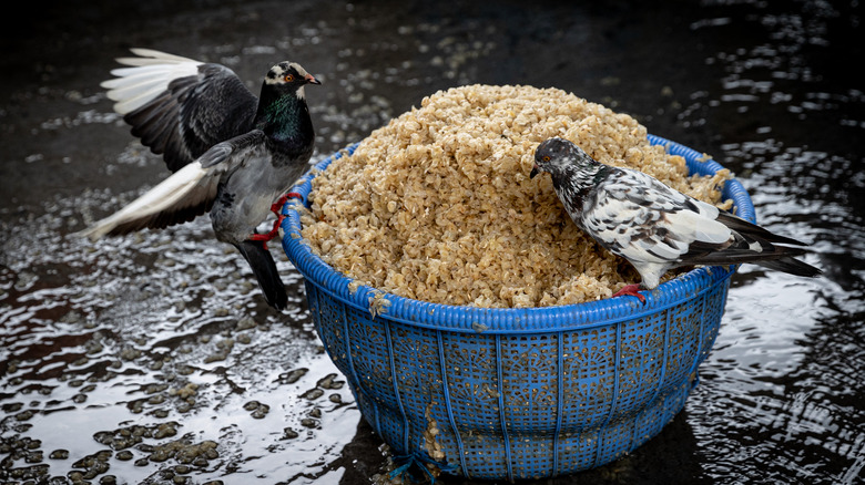 Pigeons eating grain