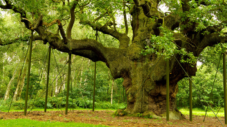 Sherwood Forest