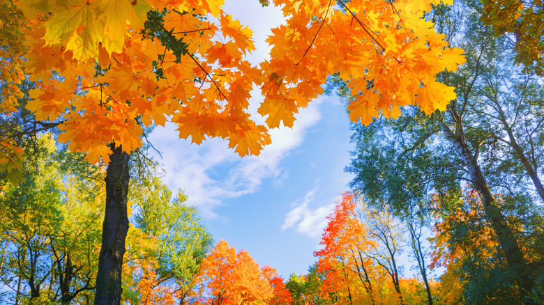 sky seen through fall leaves