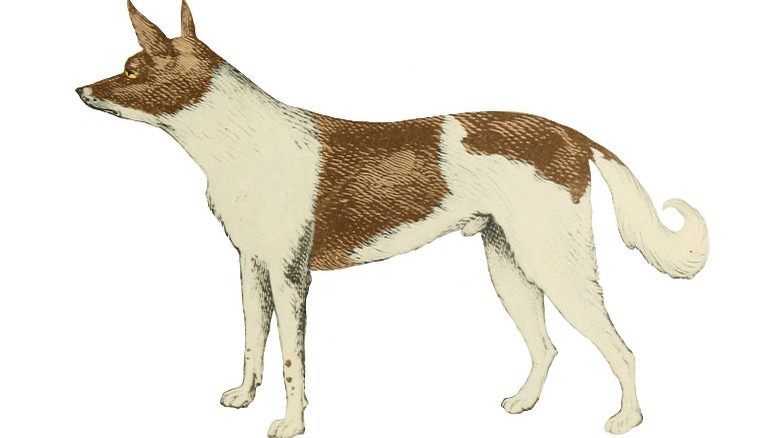 Fuegian Dog